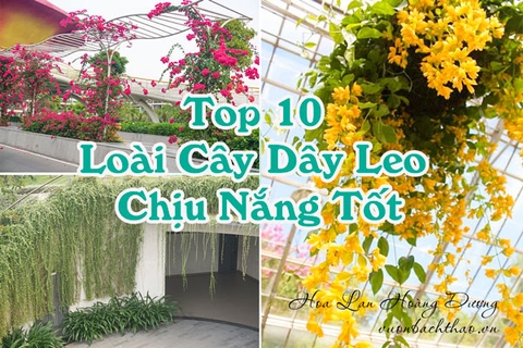 Top 10 Loài Cây Dây Leo Chịu Nắng Tốt