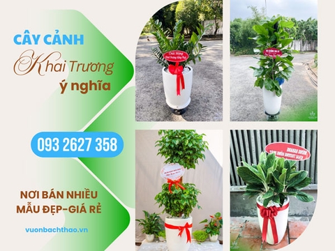 Top 11+ loài cây tặng khai trương ý nghĩa, nơi bán giá tốt tại Đỗ Xuân Hợp, Quận 9, TP.HCM