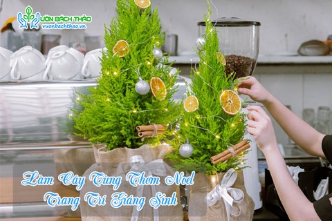 48+ Mẫu Cây Tùng Thơm Noel Trang Trí Giáng Sinh An Lành