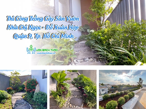 Thi Công Trồng Cây Sân Vườn Nhà Chị Ngọc Đỗ Xuân Hợp, Quận 9, Tp. Hồ Chí Minh