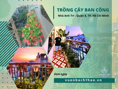 Trồng Cây Trang Trí Ban Công Nhà Anh Trí - Quận 8, Hồ Chí Minh
