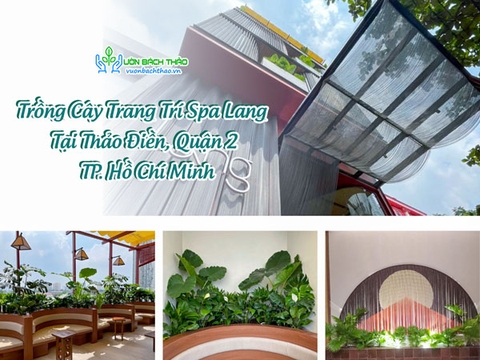 Trồng Cây Trang Trí Spa Lang Tại Thảo Điền, Quận 2, TP. Hồ Chí Minh