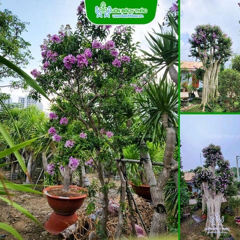 Cây Bằng Lăng Núi (Cây Săng Lẻ)