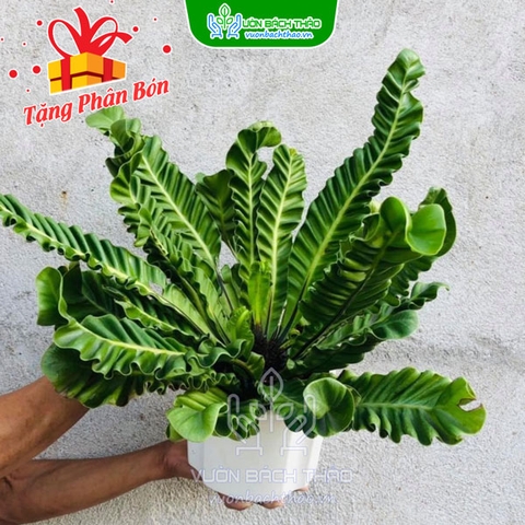 Cây Dương Xỉ Phúc Lộc - Asplenium Nidus "Cobra"