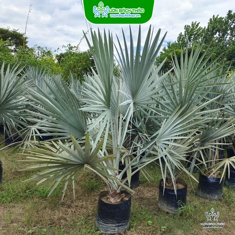 Cây Kè Bạc - Smarckia Nobilis