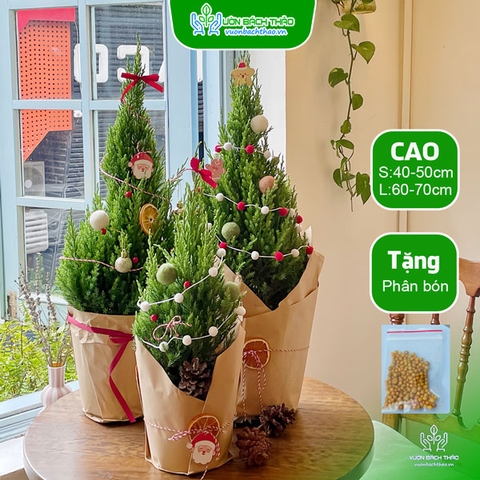 Cây Sơn Tùng Trang Trí Noel