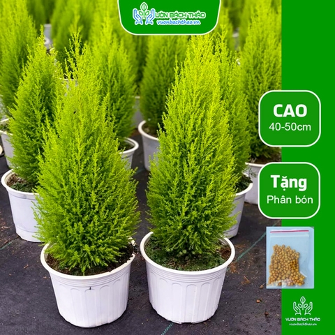 Cây Tùng Thơm (Tùng Chanh)