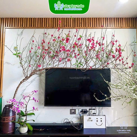 Cành Đào Huyền (Cành Đào Thần Tài) Trưng Tết