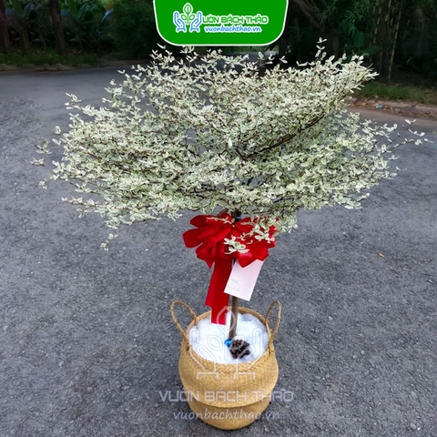 Cây Bàng Nhật Cẩm Thạch Khai Trương