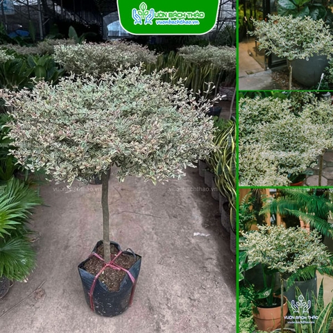 Cây Bàng Đài Loan Cẩm Thạch (Bàng Nhật)