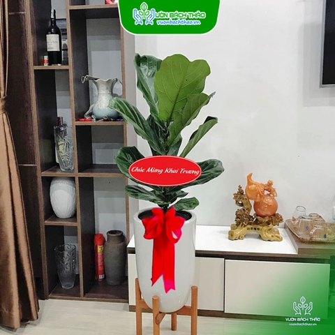 Cây Bàng Singapore Tặng Khai Trương