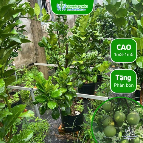 Cây Bưởi Da Xanh