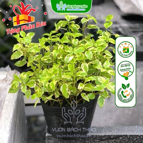 Cây Cầm Thạch Bông