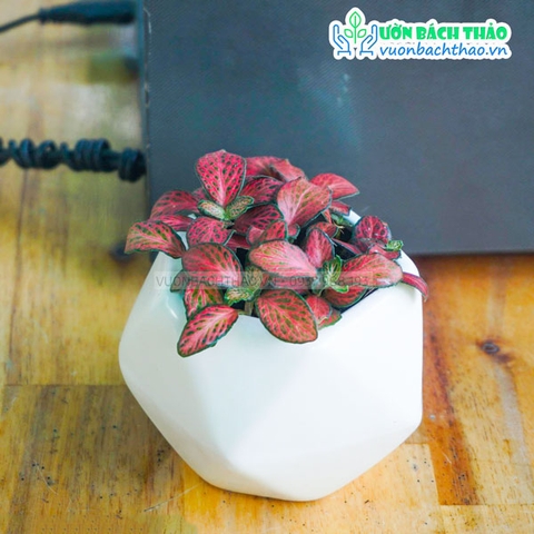 Cây Cẩm Nhung Đỏ Để Bàn