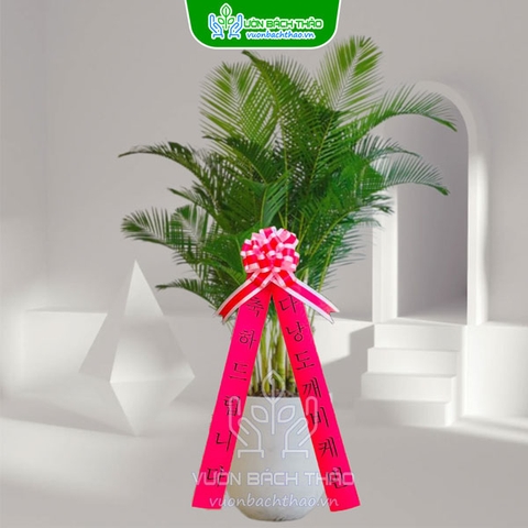 Cây Cau Vàng Tặng Khai Trương