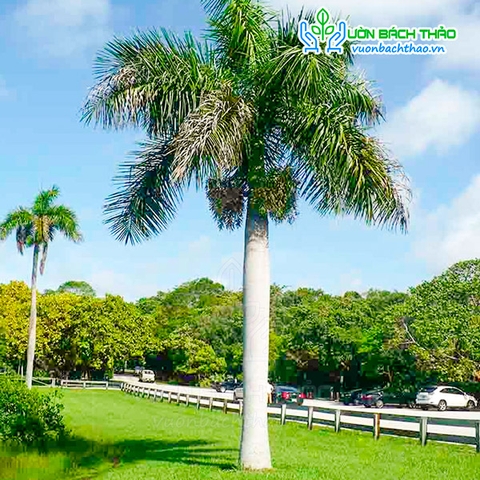 Cây Cau Vua Trồng Công Trình