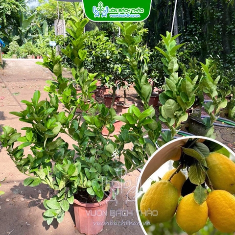 Cây Chanh Vàng Mỹ