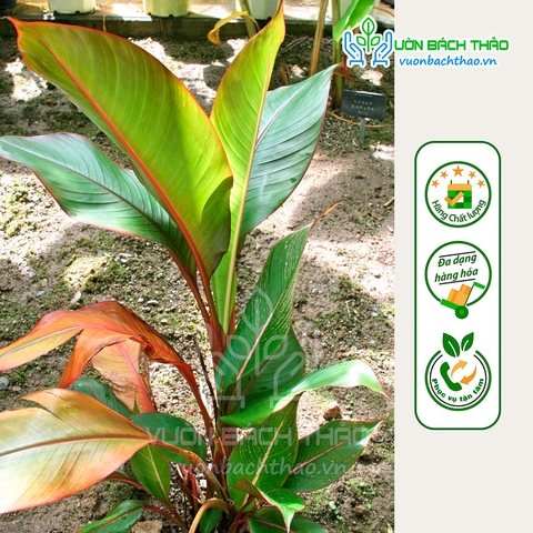 Cây Chuối Lá Đỏ Tài Lộc (Heliconia stricta spectabilis)