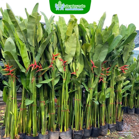 Cây Chuối Cát Thái (Chuối Phượng Hoàng) - Đẹp, Dễ Trồng, Sang Trọng