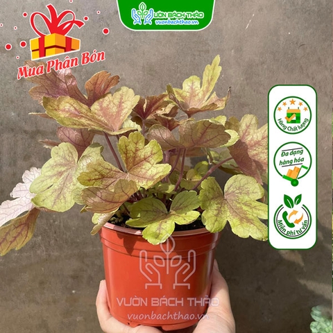Cây Chuông San Hô (Cây Heuchera)