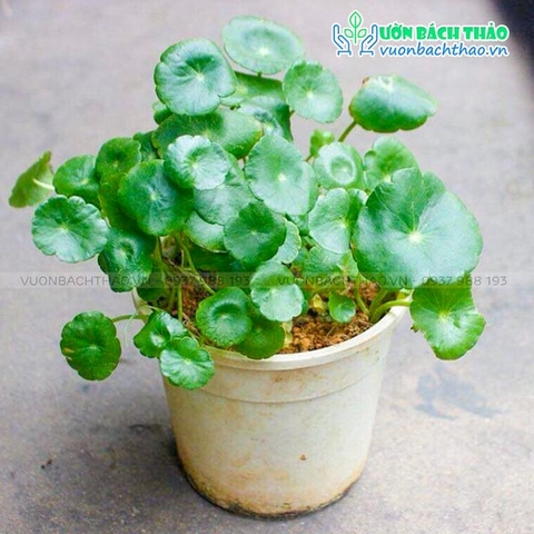 Cây Cỏ Đồng Tiền (Rau Má Kiểng)