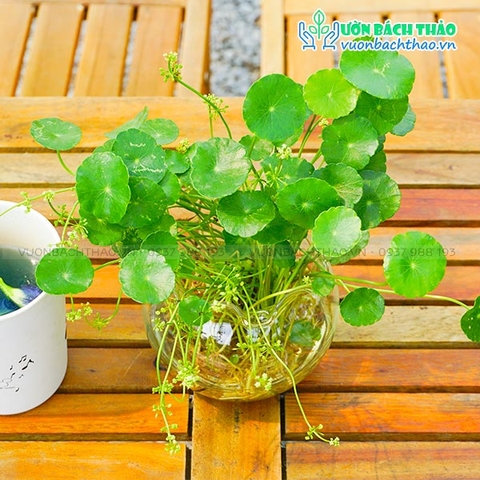 Cây Cỏ Đồng Tiền Trong Nước