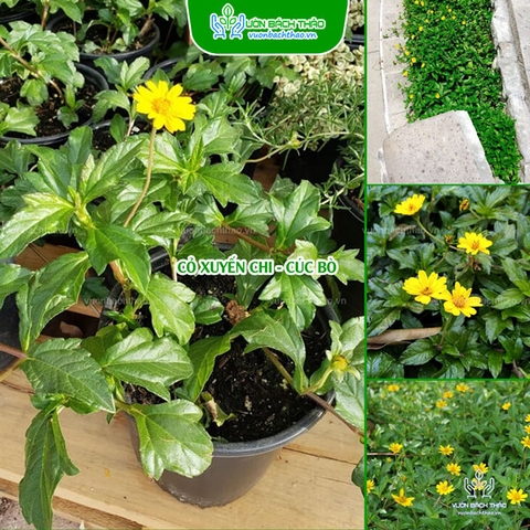 Cỏ Xuyến Chi Trồng Nền