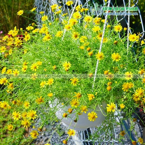 Cây Cúc Sao Băng Chậu Treo