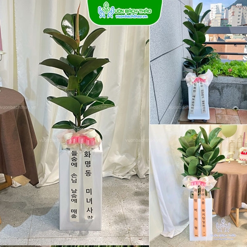 Chậu Cây Đa Búp Đỏ Tặng Khai Trương