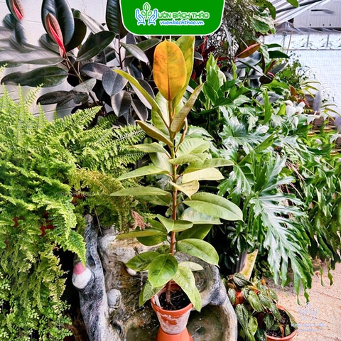 Cây Đa Búp Mint (Ficus Shivereana)