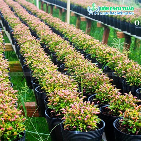 Cây Dền Đỏ (Diệu Kỷ Đỏ)