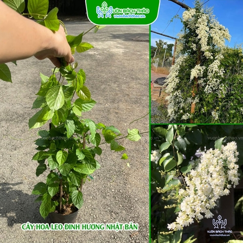 Cây Đinh Hương Nhật Bản