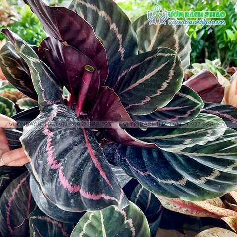 Cây Đuôi Công Tím