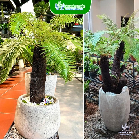 Cây Dương Xỉ Cổ Đại Chậu Đứng