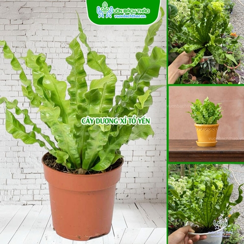 Cây Dương Xỉ Tổ Yến - Asplenium Nidus Crispy Wave