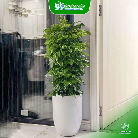 Cây Hạnh Phúc Chậu Đứng