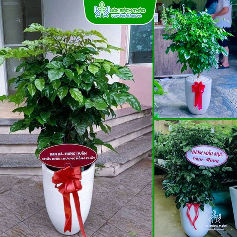 Cây Hạnh Phúc Tặng Khai Trương