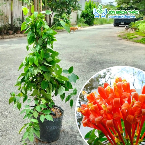 Cây Hoa Chùm Ớt (Rạng Đông)