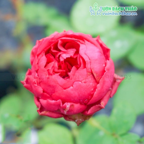 Cây Hoa Hồng Healthcliff (Anh)