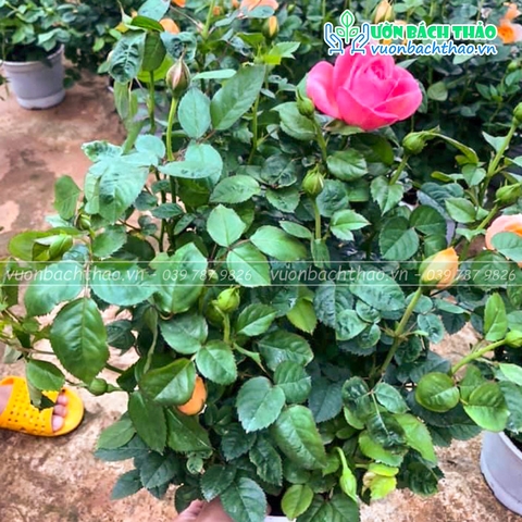 Cây Hoa Hồng Siêu Nụ Đà Lạt