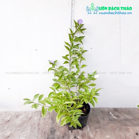 Cây Lài Nhật Trồng Sân Vườn