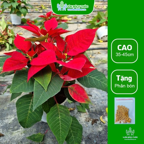 Cây Hoa Trạng Nguyên