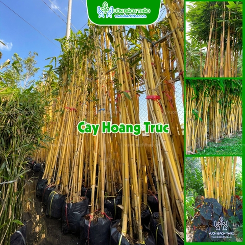 Cây Hoàng Trúc - Schizostachyum Brachycladum Yello