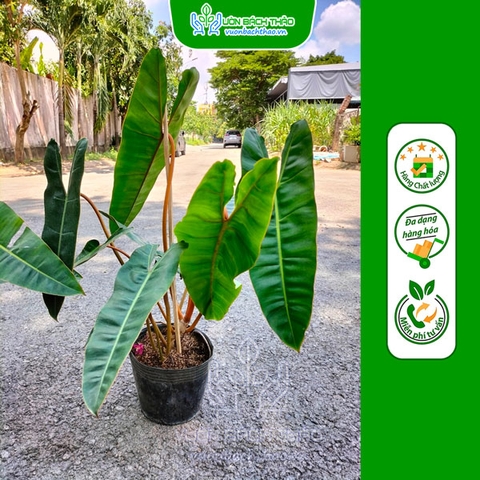 Cây Trầu Bà Hồng Hạc -  Philodendron Billietiae
