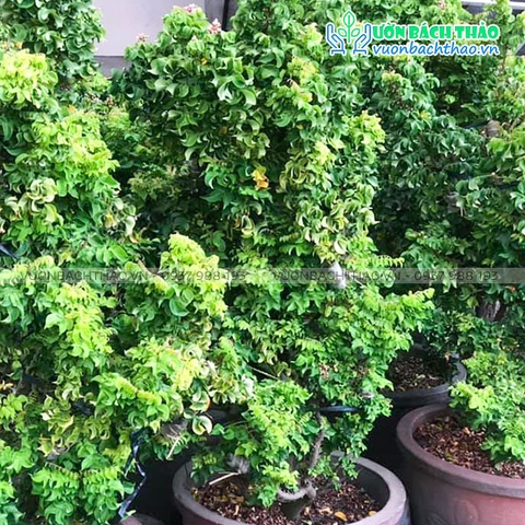 Cây Khế Nhật Bản