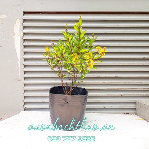 Cây Kim Đồng Vàng (Cây Mai Nhật)