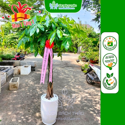 Cây Kim Ngân Tặng Khai Trương