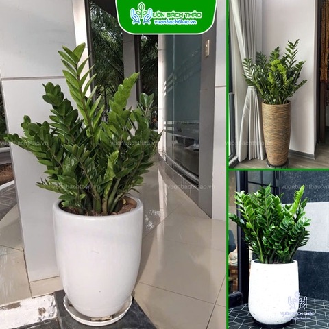 Cây Kim Tiền Chậu Đứng
