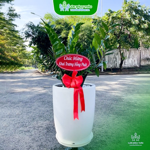 Cây Kim Tiền Tặng Khai Trương