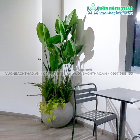 Cây Lá Dong Chiêu Tài